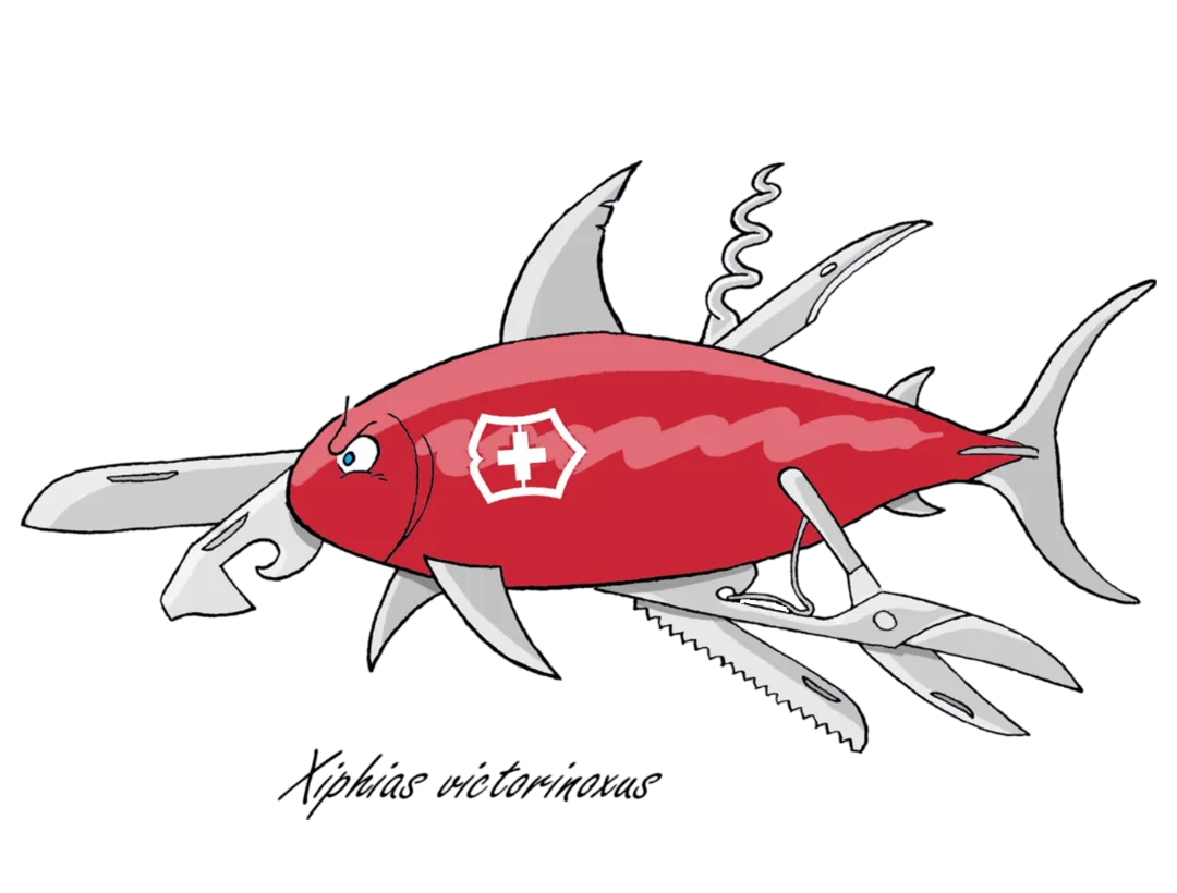 Pocketknife Fish