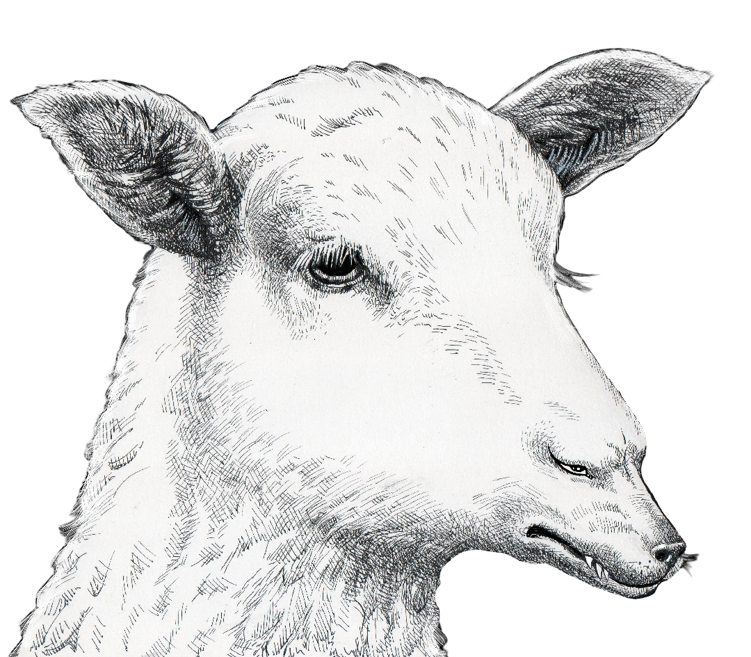 Sheep - T-Shirt by Halit Kurtulmus Aytoslu